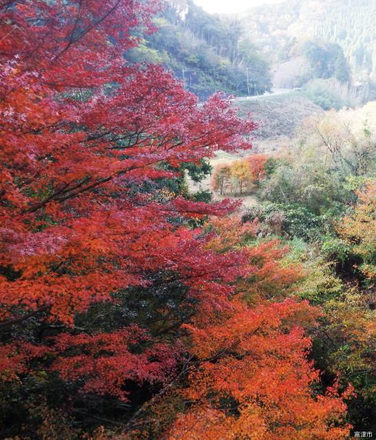 もみじ もみじロード / 千葉県 -【JAPAN 47 GO】