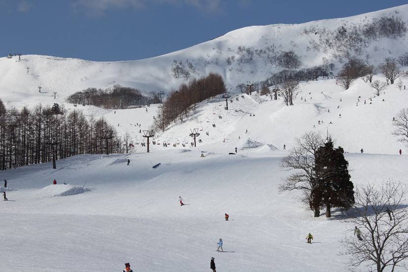 ハチ高原