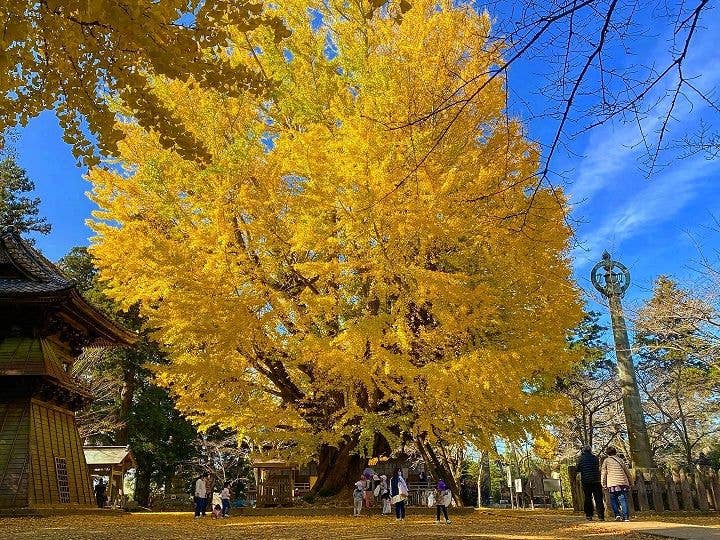 西蓮寺 大銀杏