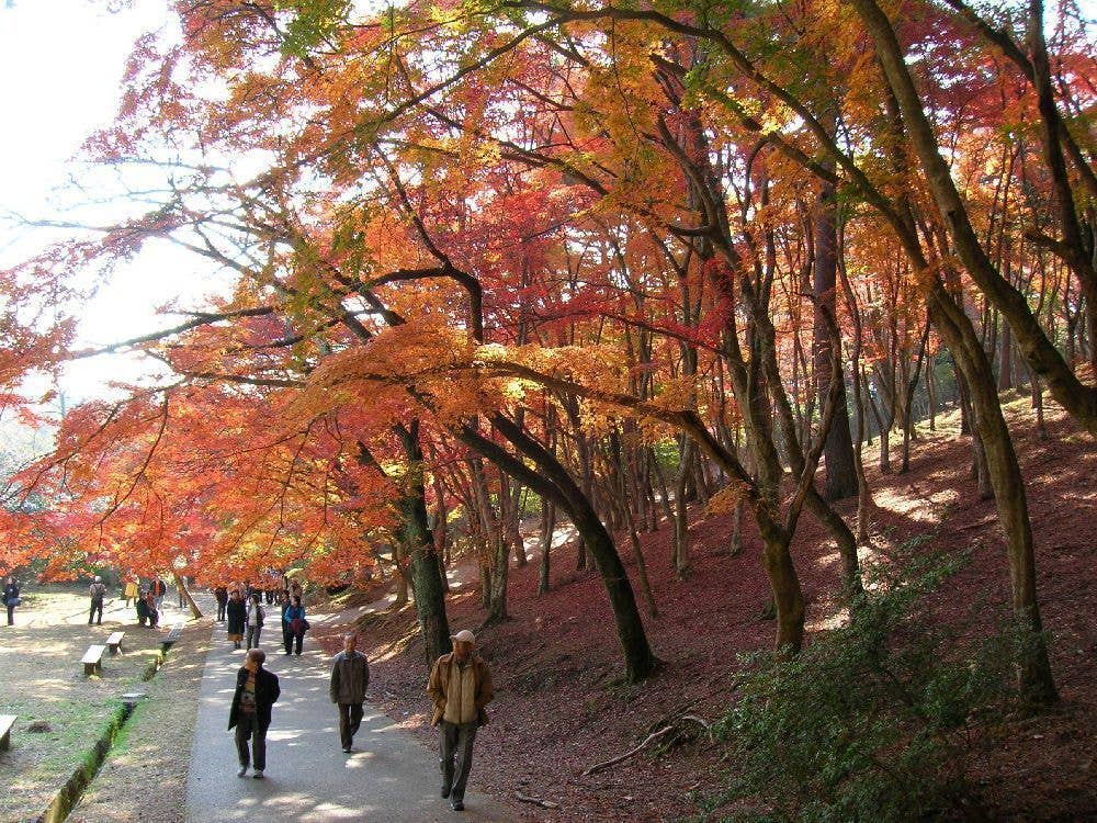 修善寺自然公園 もみじ林