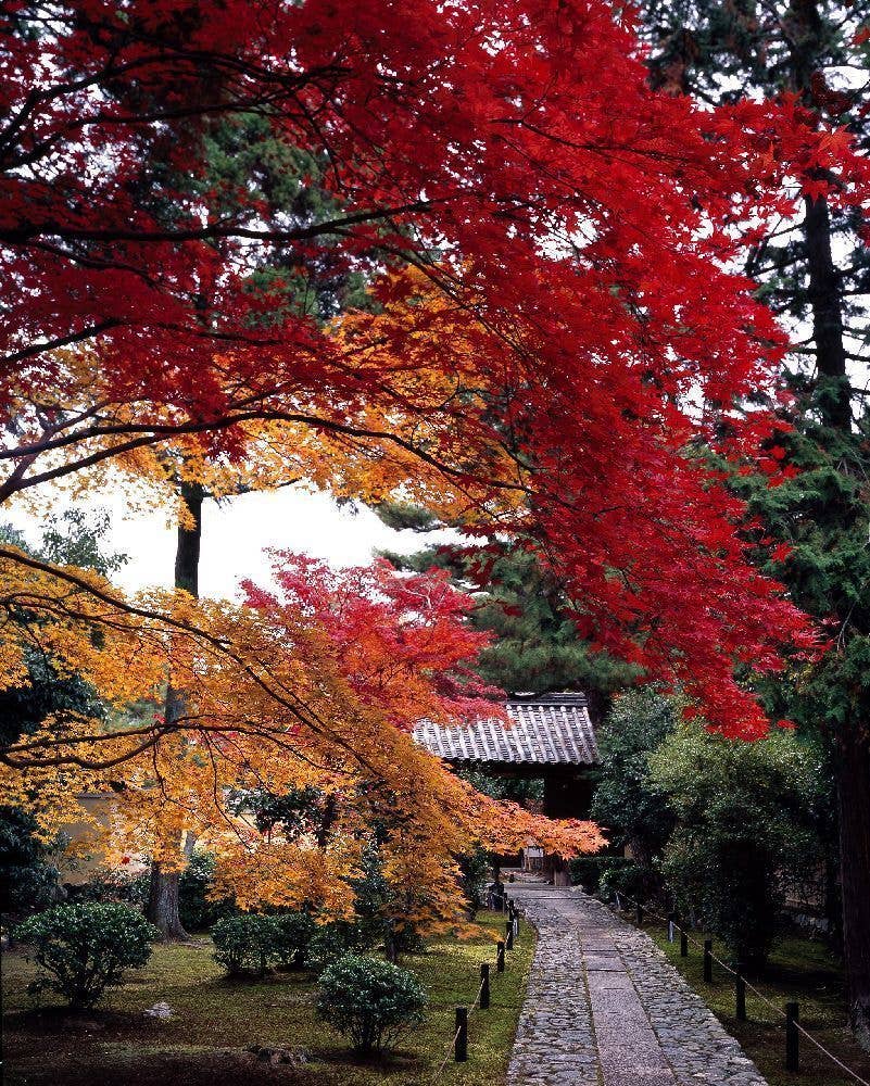 嵐山(鹿王院)