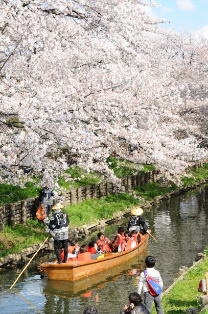 小江戸川越春まつり 埼玉県 Japan 47 Go