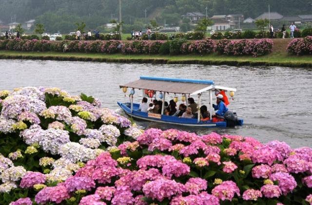ふるさと多古町あじさい祭り 千葉県 Japan 47 Go