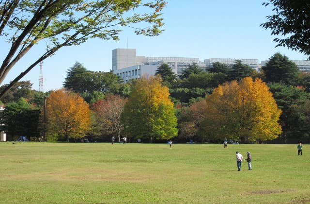 和光樹林公園の広場