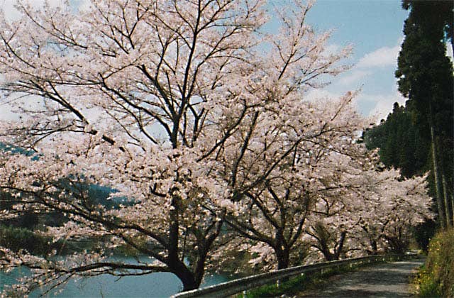 日向神ダムの桜