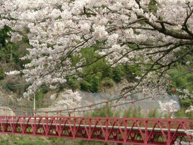 日向神ダムの桜