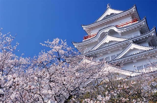 福山城公園の桜