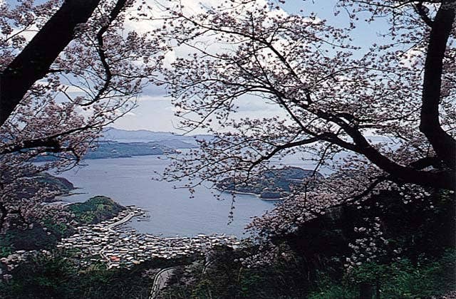 野福峠の桜並木