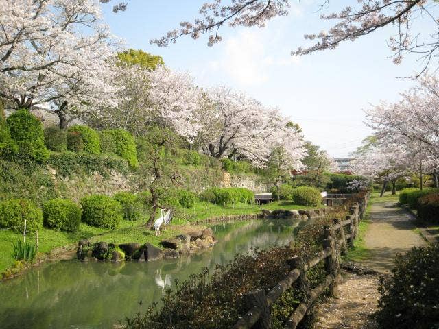 旭ヶ岡公園桜まつり