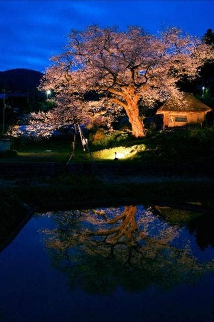 法乗坊の種蒔き桜