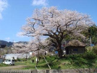 法乗坊の種蒔き桜2