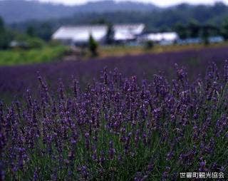 香山ラベンダーの丘 広島県 Japan 47 Go
