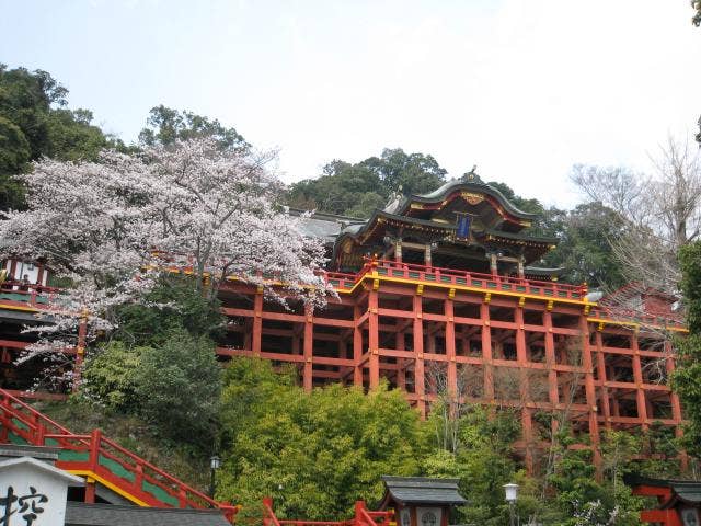 祐徳稲荷神社境内の桜