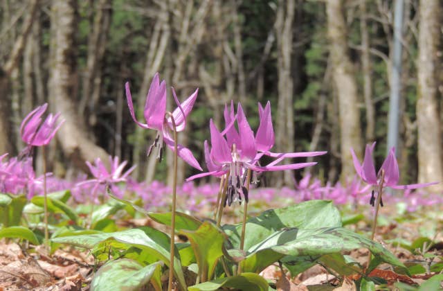 カタクリの花