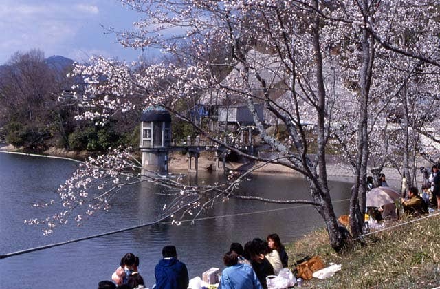 服部大池の桜