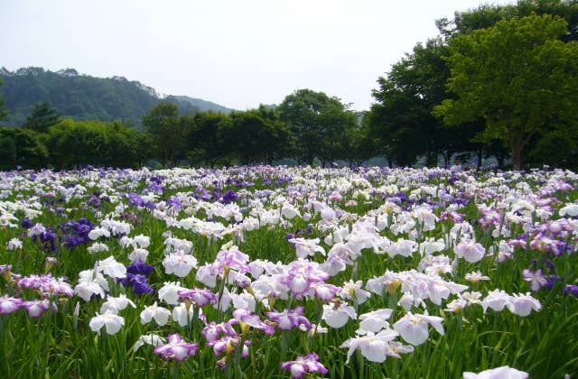 錦秋湖川尻総合公園あやめ園