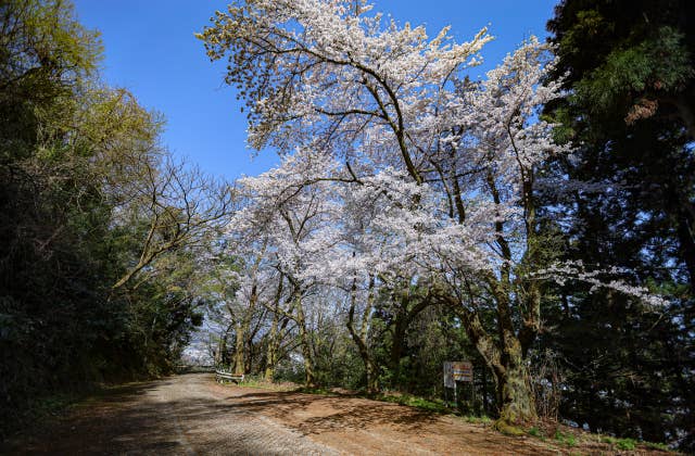 芦山公園の桜①