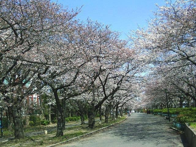 毛馬桜之宮公園