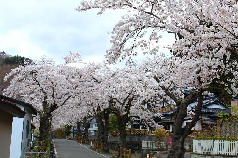 唐丹町の桜並木