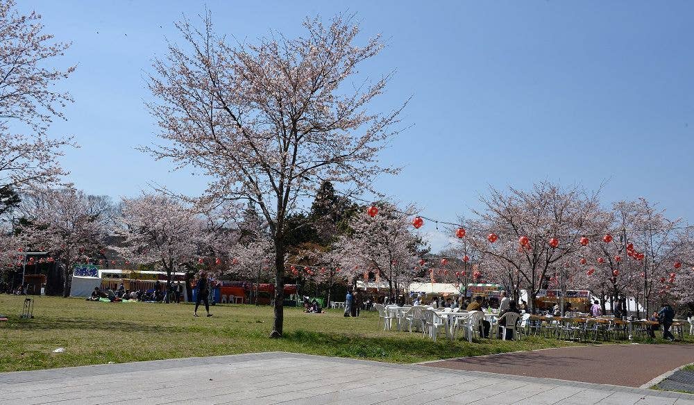 西公園 櫻岡花見