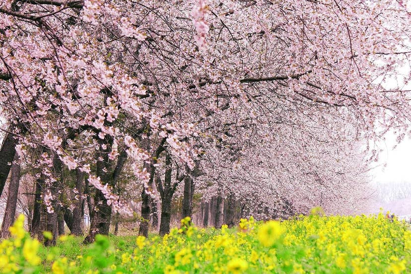 桜・菜の花ロード