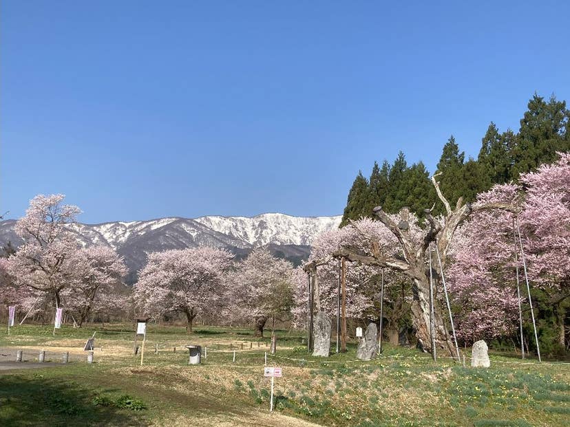 釜の越農村公園の桜群