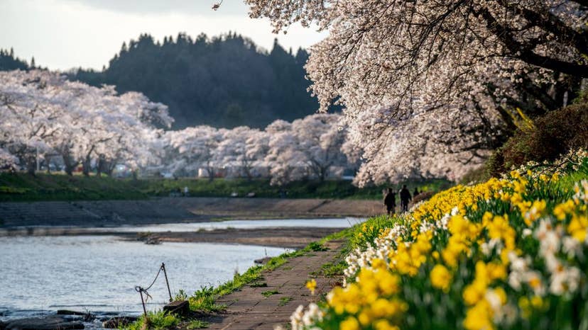 夏井千本桜