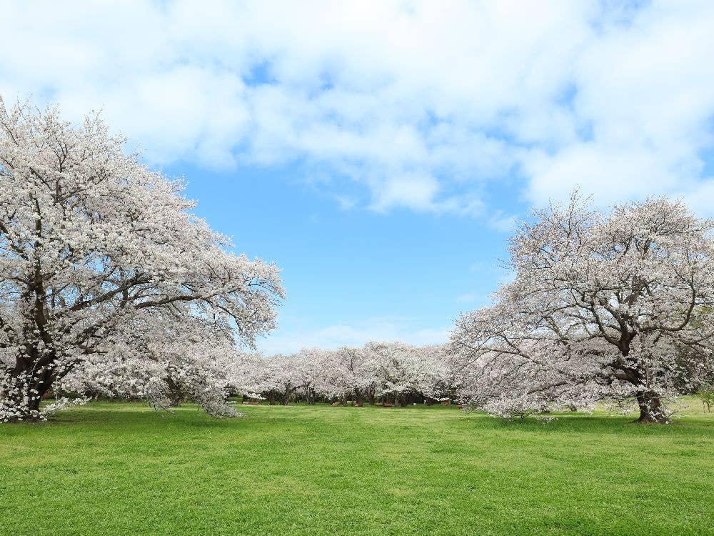 国営昭和記念公園