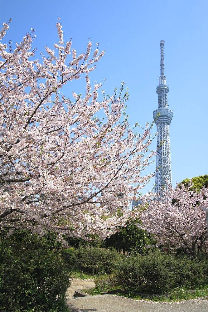 墨田区立隅田公園