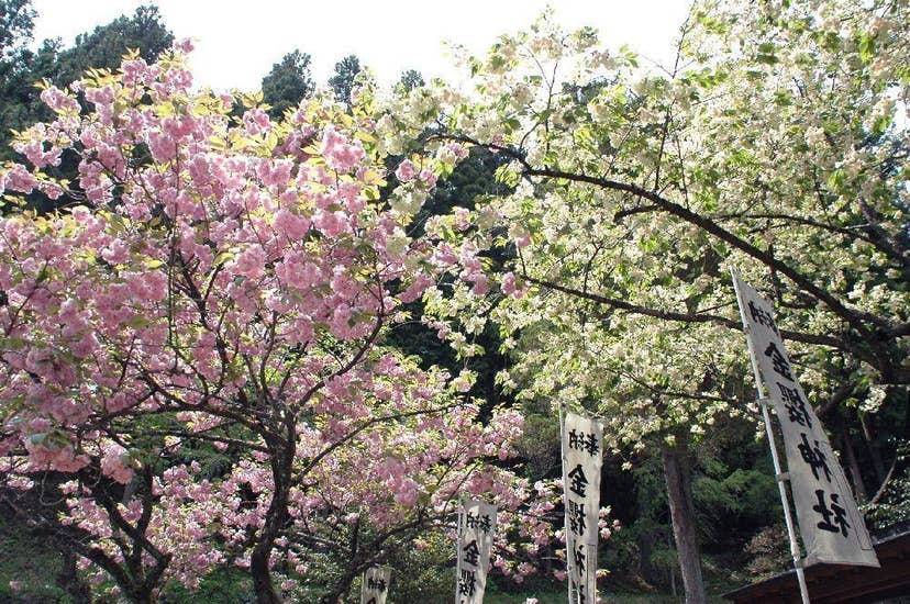 金櫻神社