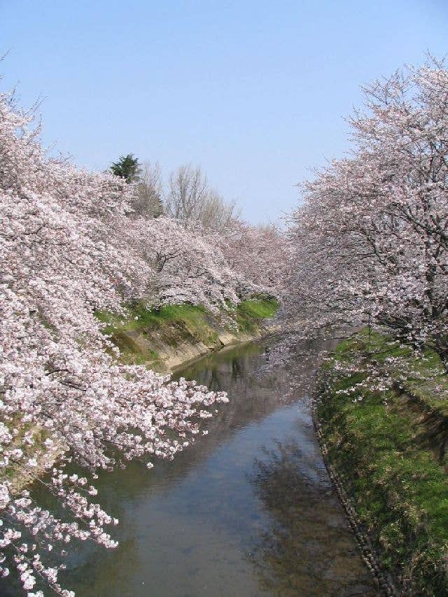 新境川堤「百十郎桜」