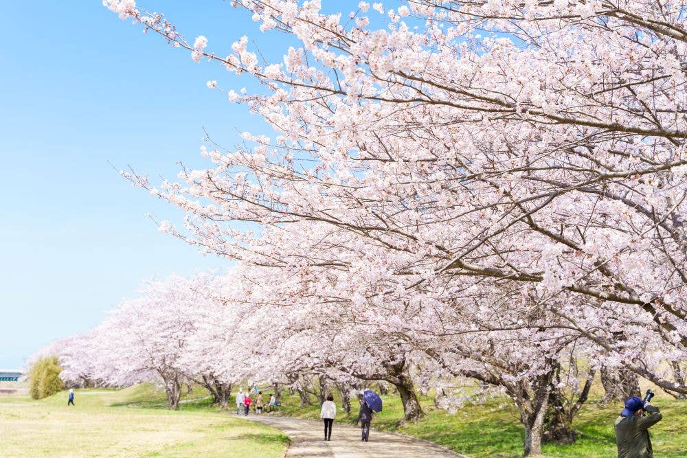 宮川堤