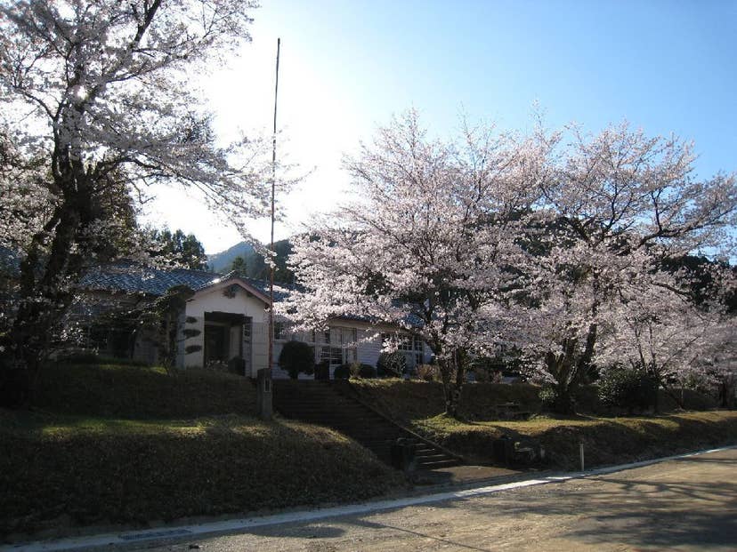 神川の桜