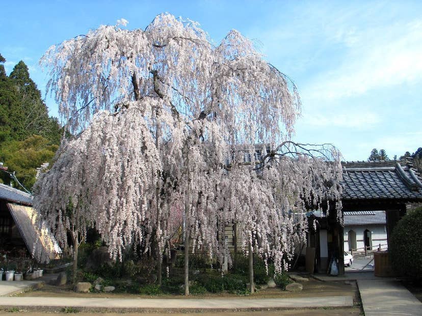 大野寺