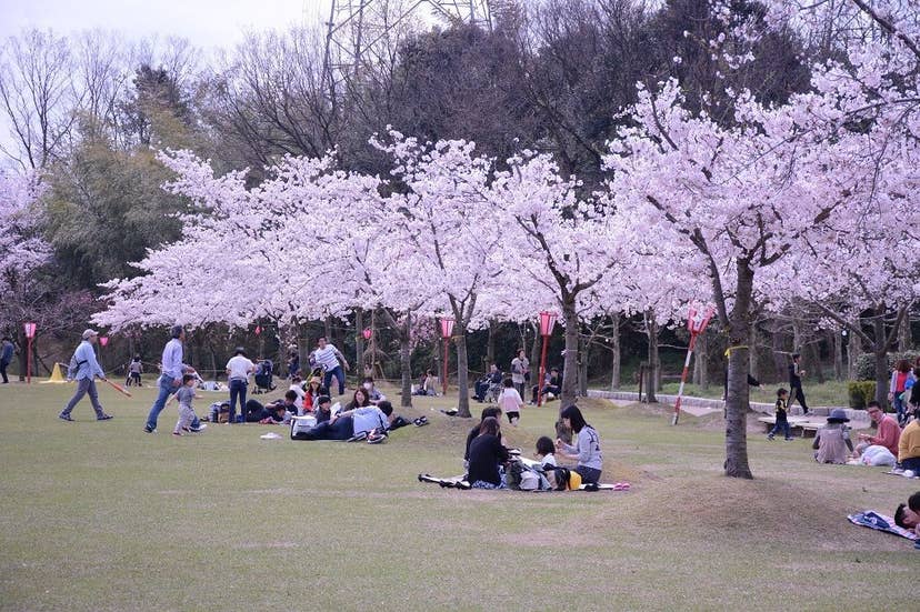 因幡千本桜｢桜の園｣