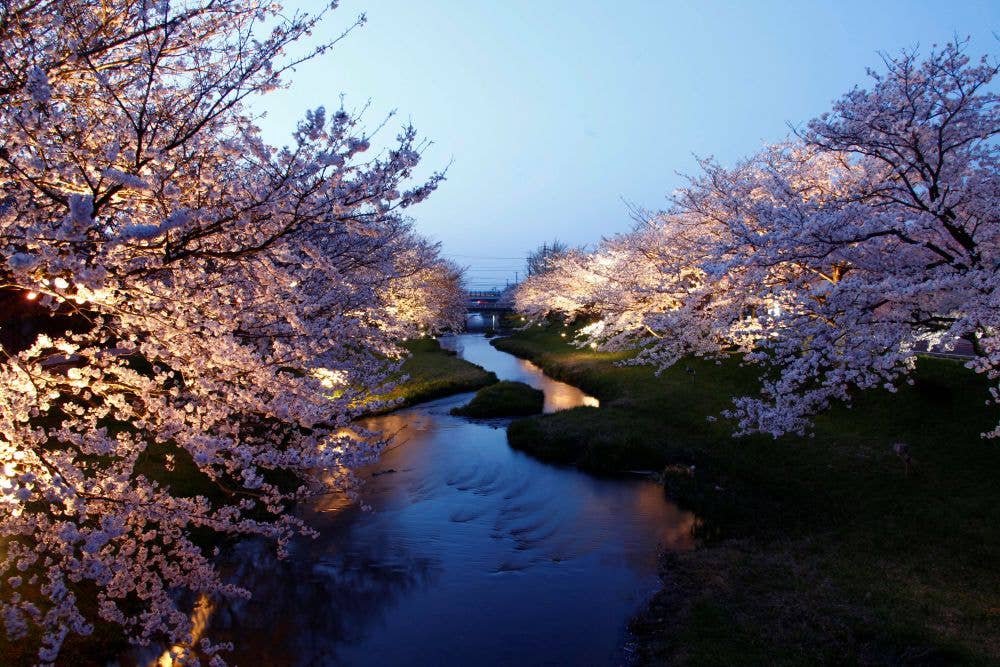 玉湯川桜並木