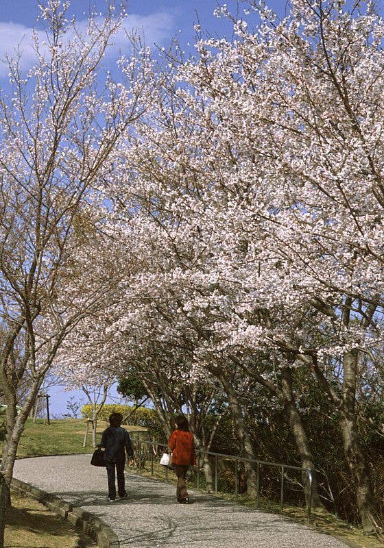 眉山公園