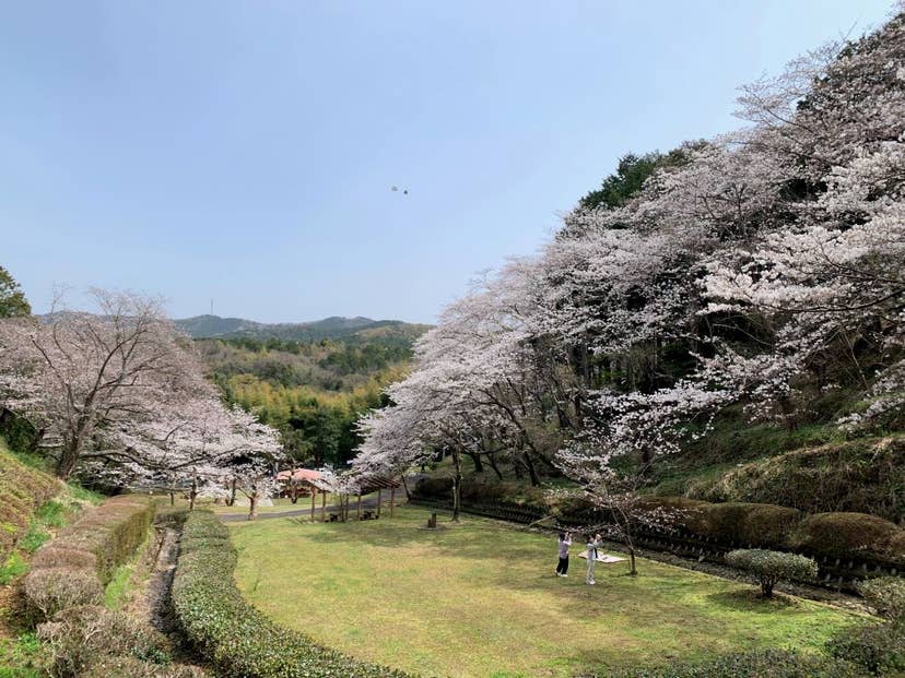 南レク大森山公園・桜園