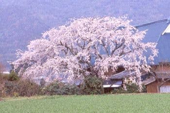 宝珠寺ヒメシダレ桜