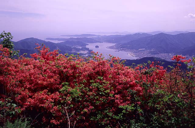 山頂からの景色。大船渡湾が見渡せます。（６月）