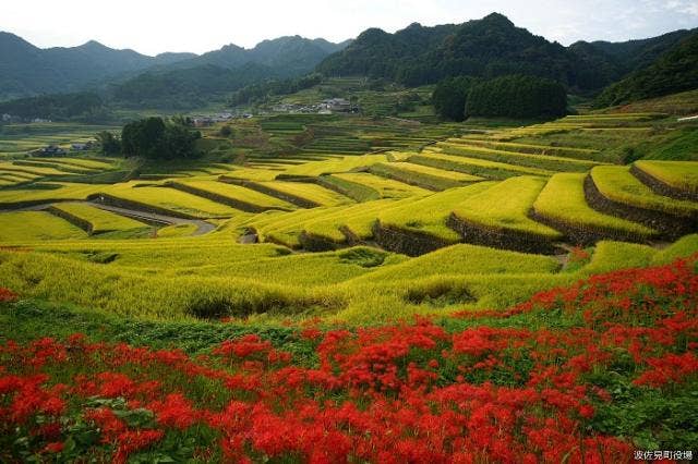 鬼木の棚田