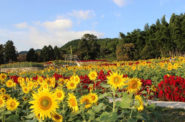 山田ひまわり園