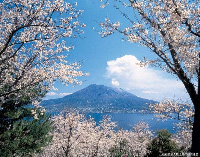 桜の中の桜島