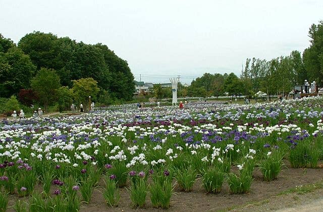 あやめ公園