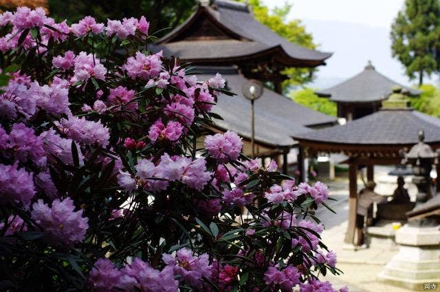 岡寺の石楠花