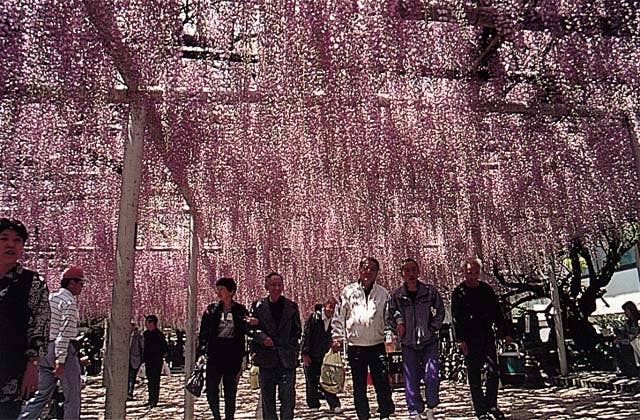 吉祥寺の藤