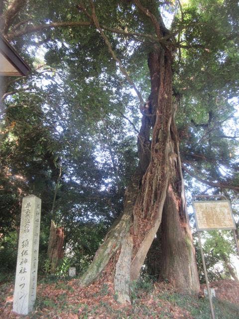 須佐神社フジ