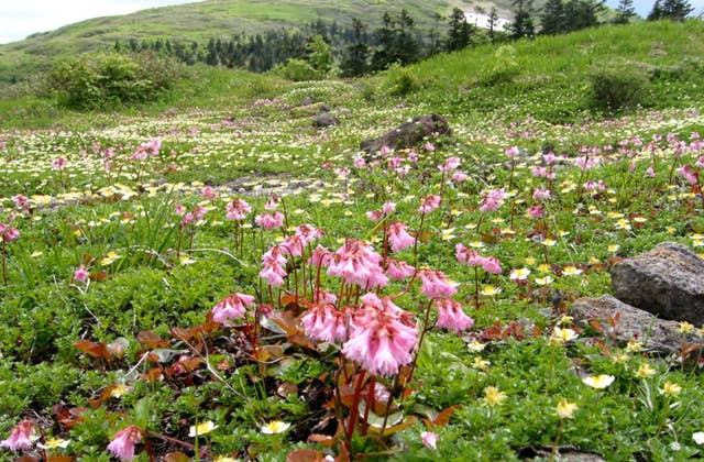 森吉山一帯の高山植物