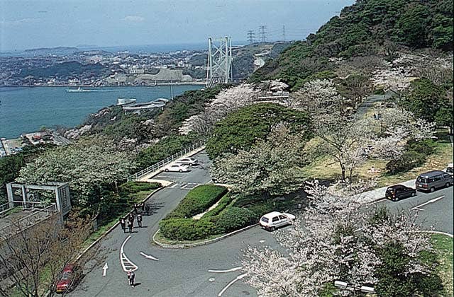 めかり公園の桜