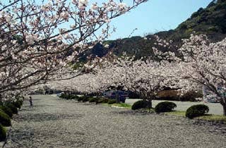 安房神社の桜